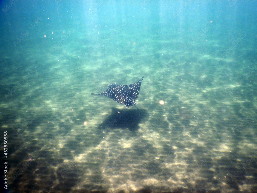 Obraz premium Costa Rica Pacific sea life.