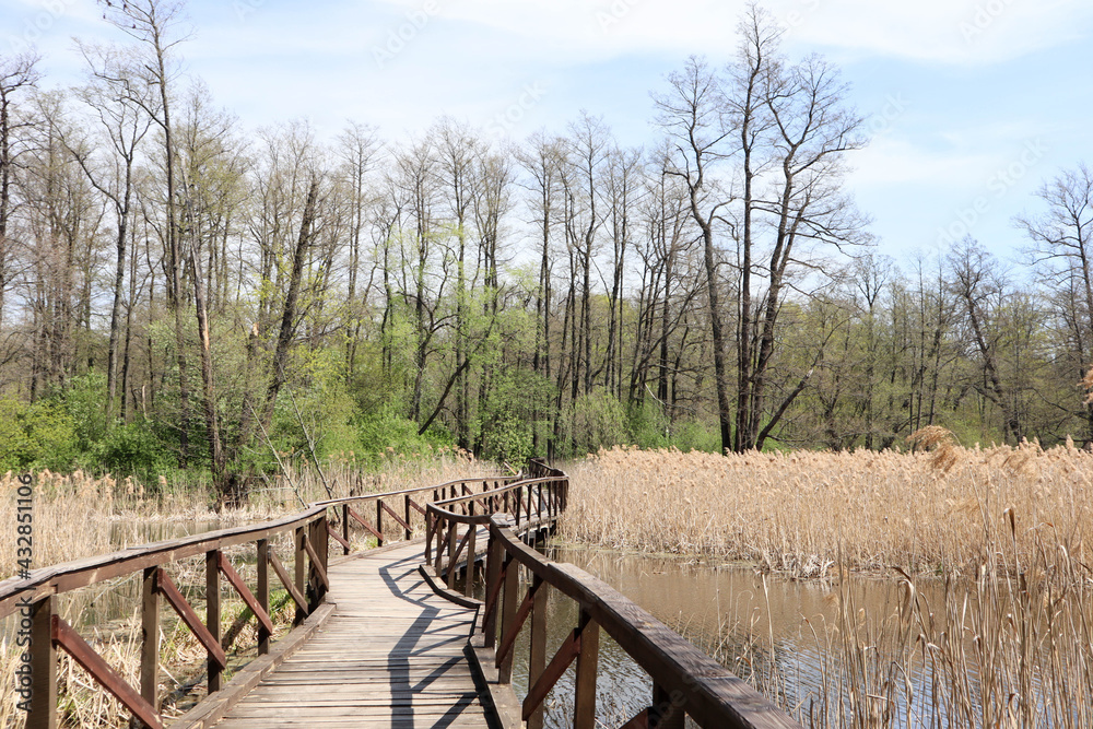 Fototapeta premium beautiful wooden path bridge in the spring forest in national park