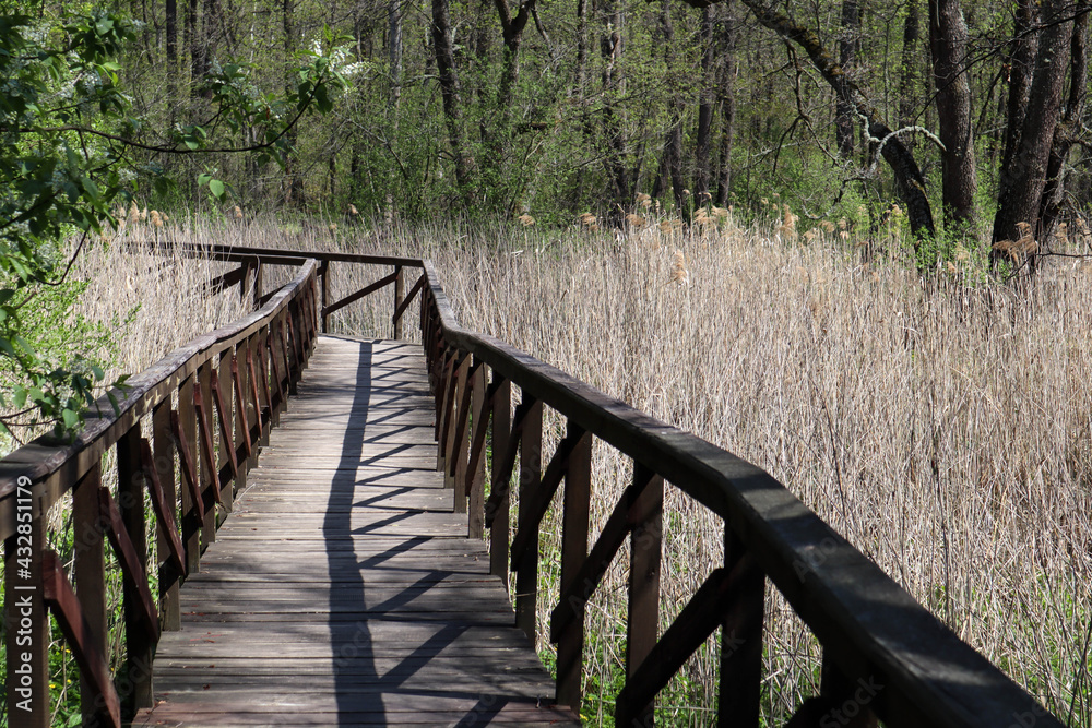 beautiful wooden path bridge in the spring forest in national park