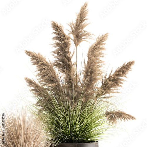 reeds in a rust pot isolated on white background
