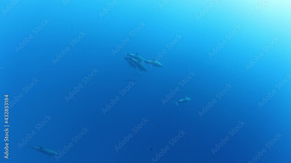 School of dolphins on the blue background of the sea under water underwater in search of food. Diving in world of colorful beautiful wildlife of corals reefs. Shots in Mexico Socorro. School of dolphins on the blue background of the sea under water underwater in search of food. Diving in world of colorful beautiful wildlife of corals reefs. Shots in Mexico Socorro.