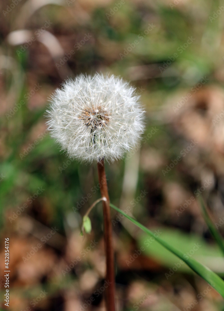 Close up of a dandelion clock, Derbyshire England Close up of a dandelion clock, Derbyshire England