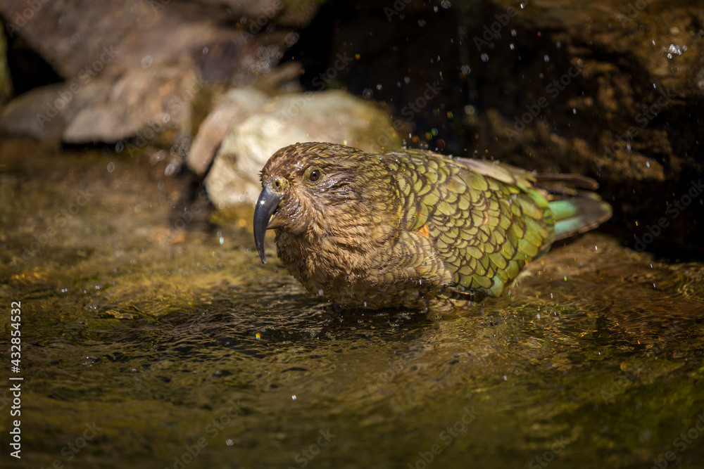 Nestor notabilis in the water in park Nestor notabilis in the water in park