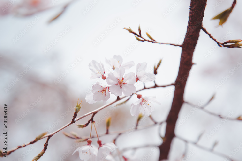 Sakura or Cherry Blossom or Japanese Cherry