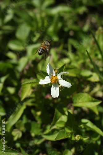 Honey Bee in Motion © photosbylyssa