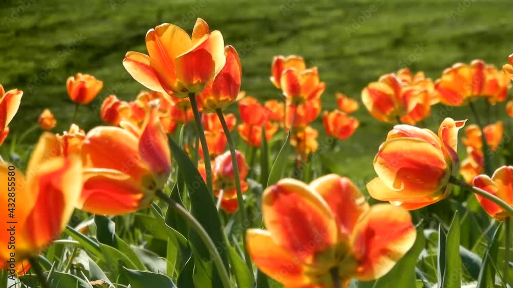 Closeup Beautiful Bright Orange Tulips Flowers In Tulip Bed Closeup Left To Right Pan Closeup Beautiful Bright Orange Tulips Flowers In Tulip Bed Closeup Left To Right Pan