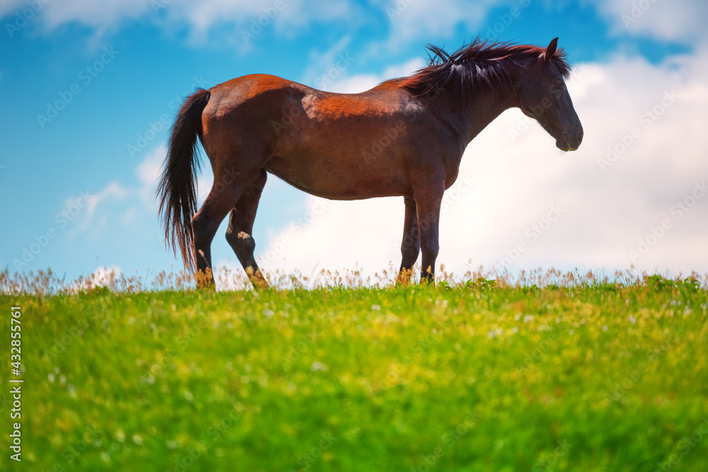 Fototapeta premium Horse in a Field and cloudy sky