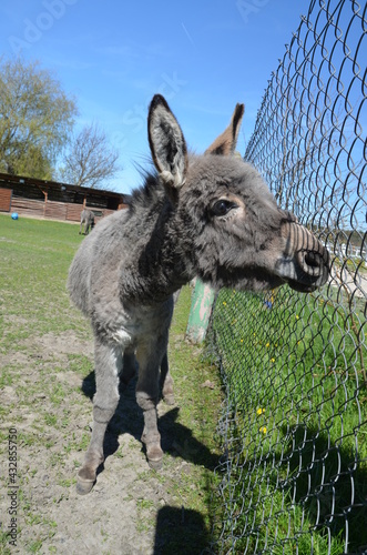 Fototapeta Naklejka Na Ścianę i Meble -  zwierzak, osioł, kangur, ssak, farma, charakter, gras, torbacz, australia, dzika natura, kłos, braun, cheval, muł, glow, walabia, bystra, grej, hayfield, portret, futro, pola, zwierzęcej, buzia, ogród