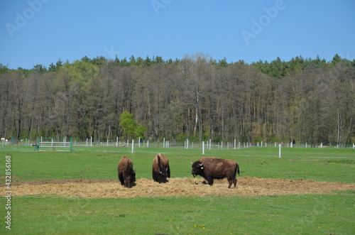 Bizon , Polski Bizon , Bizon w Polsce , Bizon , Kurozwęki ,zwierzak, bizon, krowa, gras, pola, bawoły, bydło, farma, pastwisko, stada, charakter, krowa, krajobraz, byk, pastwisko, ssak, obszarów wiejs