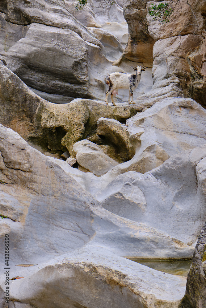 Portrait of domestic goat posing on the bed of a dry river, very beautiful rocky place
