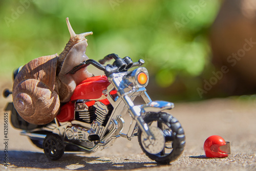 A series of photos One day in the life of snails.Grape snail on a toy motorcycle.
