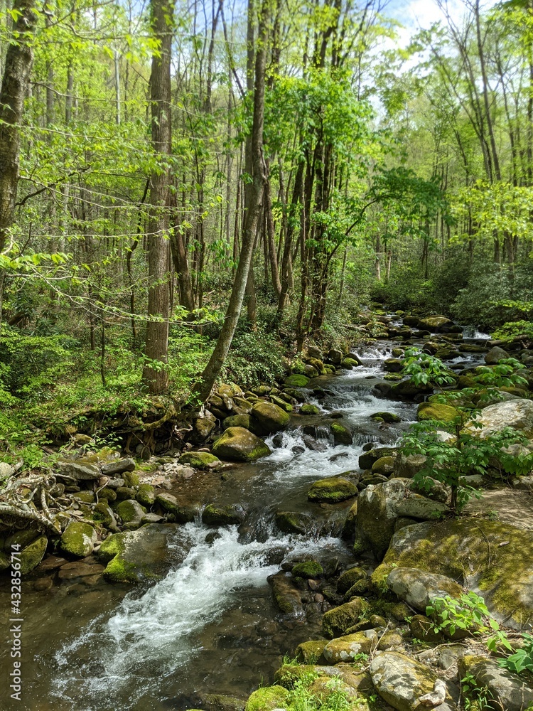 stream in the forest stream in the forest