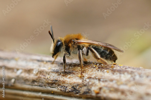Macro shot of a female mellow miner sitting on a dried-out stem