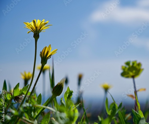 Yellow flowers germinating