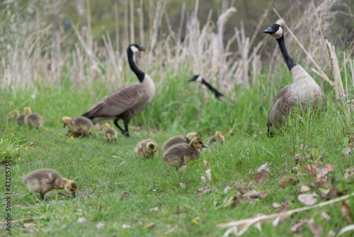standing Canada goose (Branta canadensis) with numerous yellow plumed goslings nearby in grass with dandelions near shallow ponds © eugen