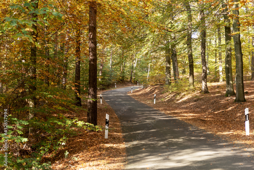 Empty asphalt road through the sunny autumn forest Empty asphalt road through the sunny autumn forest