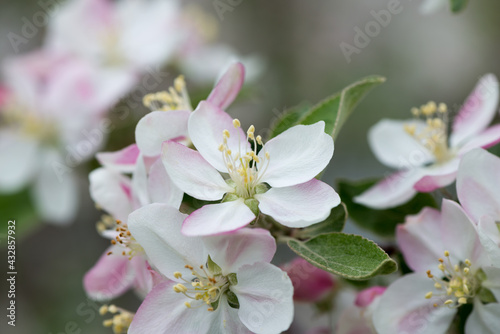 wild apple tree blossoms growing luxuriantly near a creek waterway - cloudy sky - bokeh background