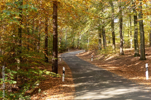 Empty asphalt road through the sunny autumn forest