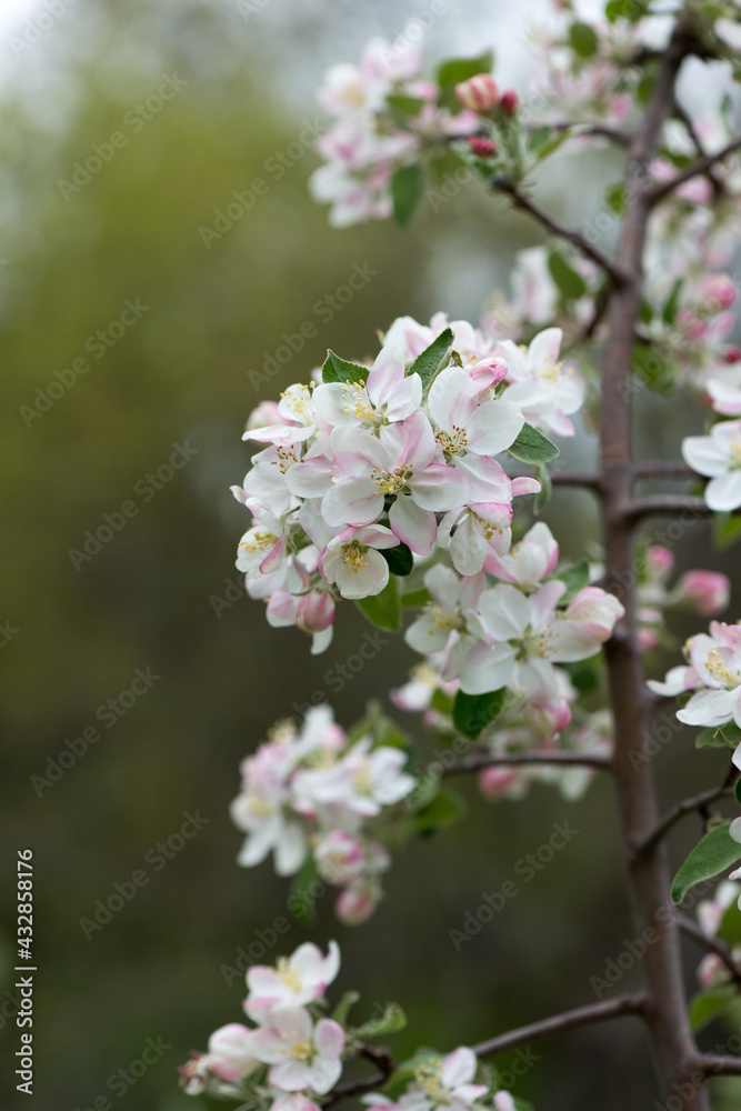 wild apple tree blossoms growing luxuriantly near a creek waterway - cloudy sky - bokeh background