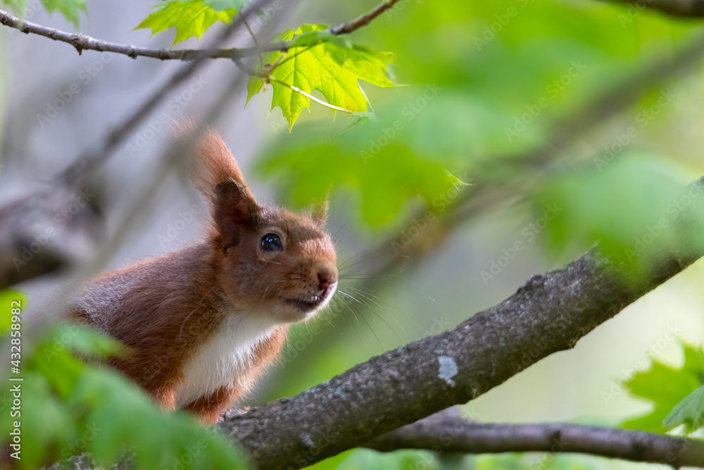 A squirrel sits between green leaves on a branch A squirrel sits between green leaves on a branch