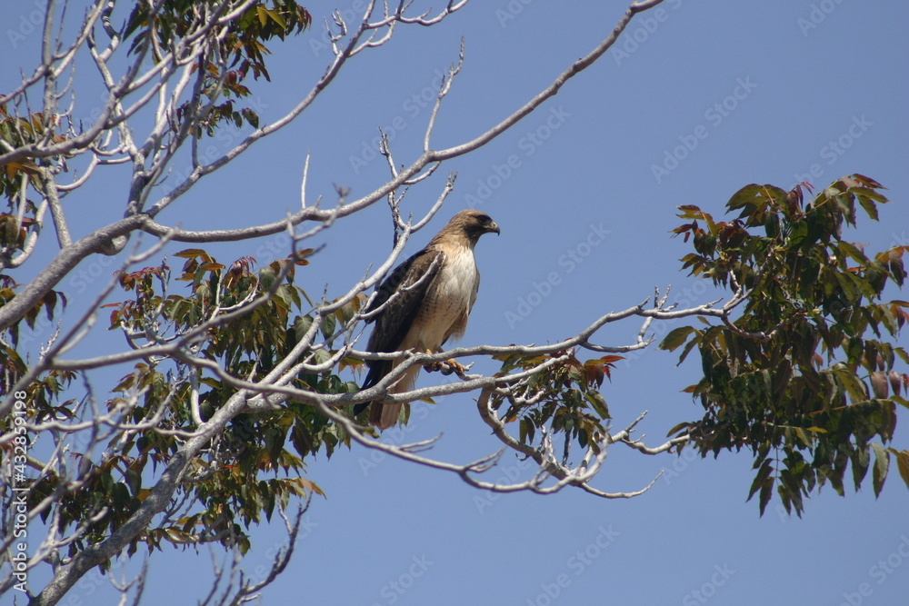 A Cooper's Hawk Hawk Perched in a Tree A Cooper's Hawk Hawk Perched in a Tree