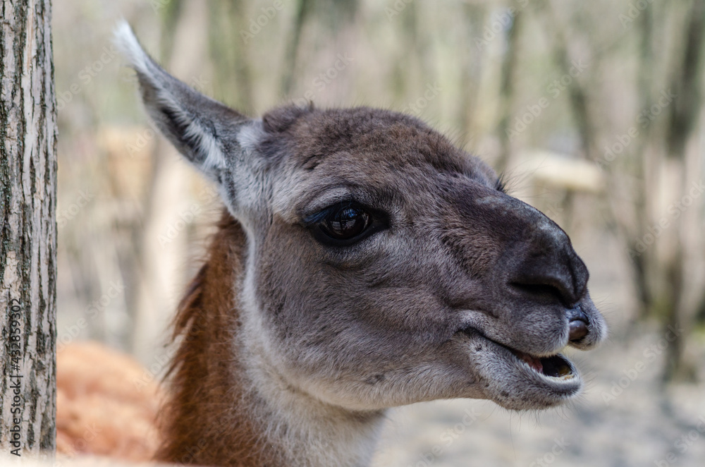 funny portrait of brown llama