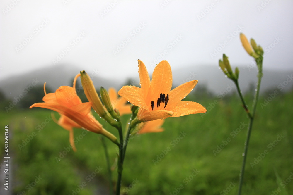 Obraz premium 7月の尾瀬の風景。雨の降る湿原。ニッコウキスゲ。