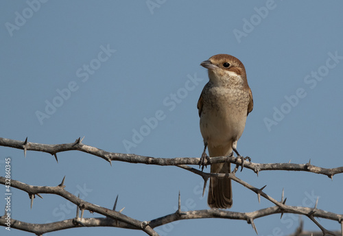 Isaballine shrike perched on acacia bush, Bahrain