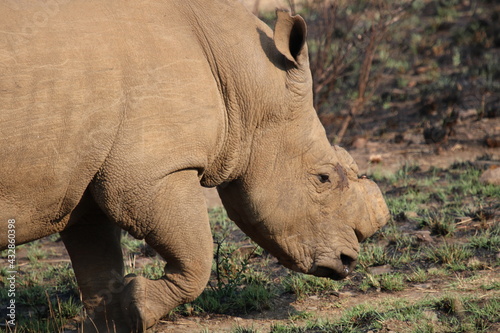 Dehorned white rhino