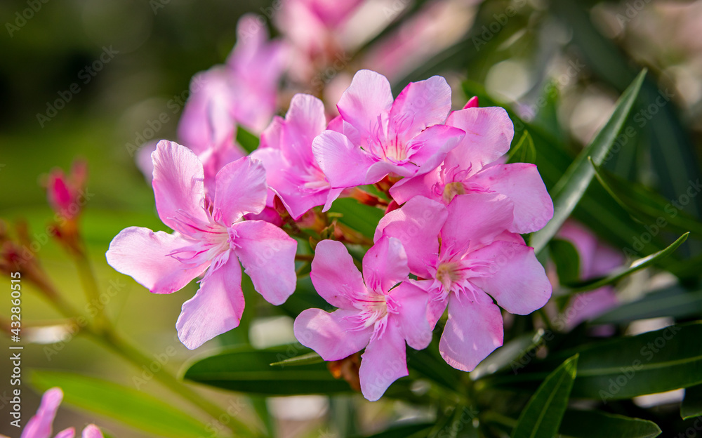 Close up view pink oleander or Nerium flower blossoming on tree. Beautiful colorful floral background. Close up view pink oleander or Nerium flower blossoming on tree. Beautiful colorful floral background.