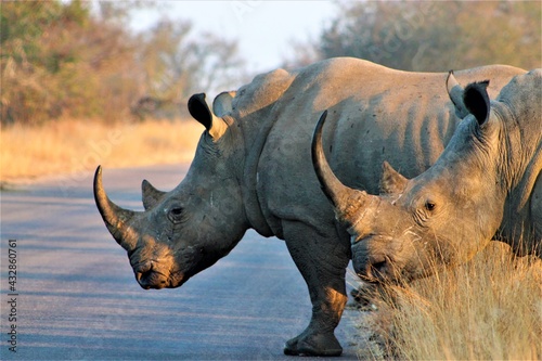 Rhino in the wild
