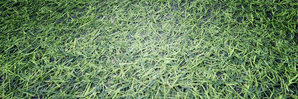 Green grass background in the middle of the field. Green grass background in the middle of the field.