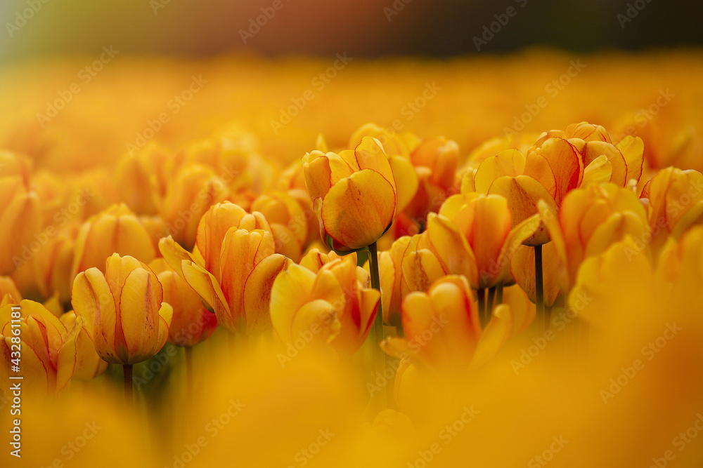 Selective focus shot of yellow tulip field