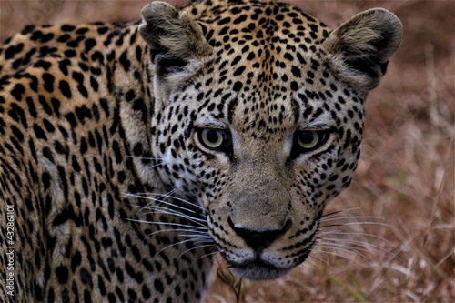 Close up of leopard
