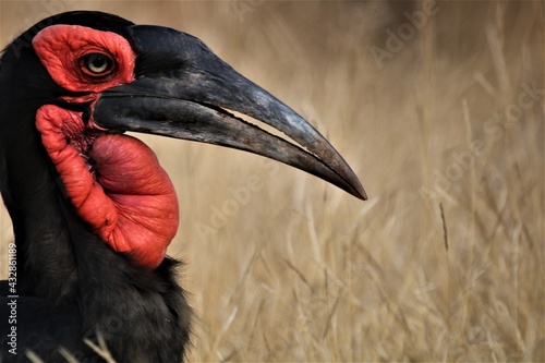 Hornbill in wild