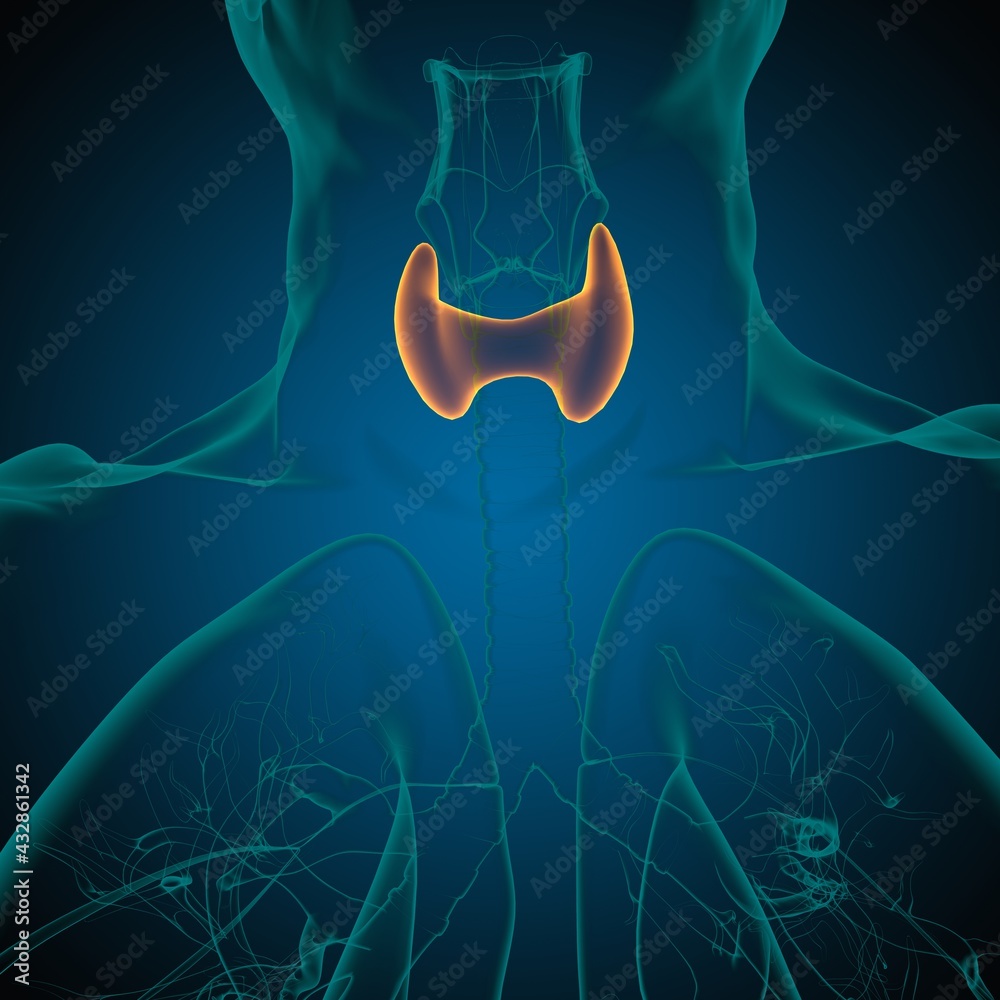 Naklejka premium Thyroid Gland Anatomy For Medical Concept 3D