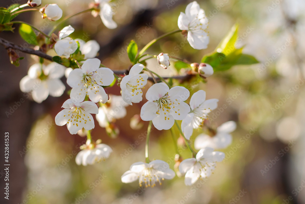 flowers on branches of a cherry tree in sunlight
