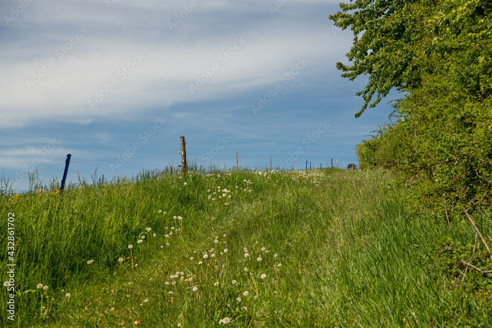 Pusteblumen