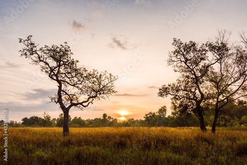 Dry grass field with big tree on sunrise