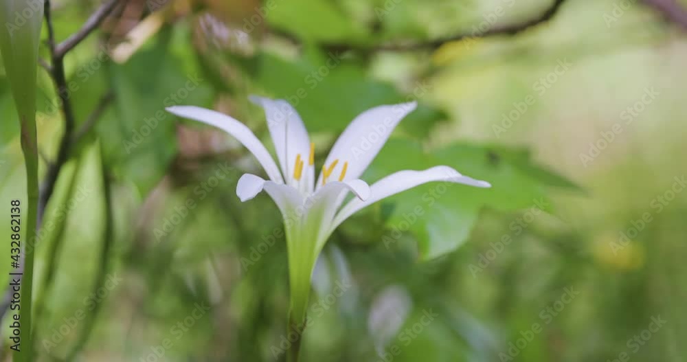 Close-up of Wild Liliy in North Carolina woodland Close-up of Wild Liliy in North Carolina woodland