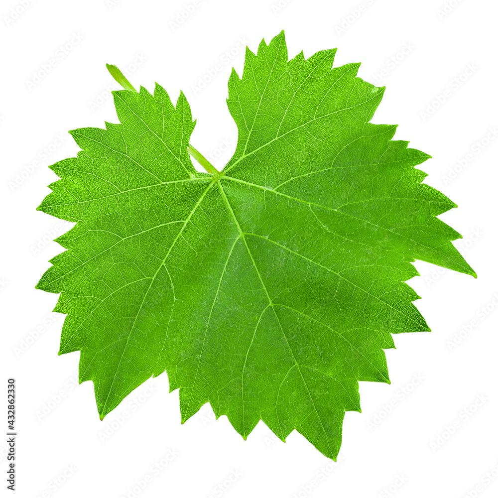 Green grape leaf on an isolated background. File contains clipping path. Green grape leaf on an isolated background. File contains clipping path.