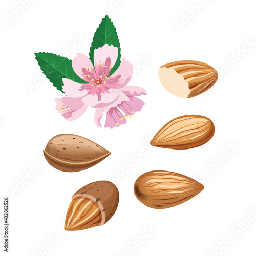 Vector set with almond nuts, almond slices and almond blossoms.