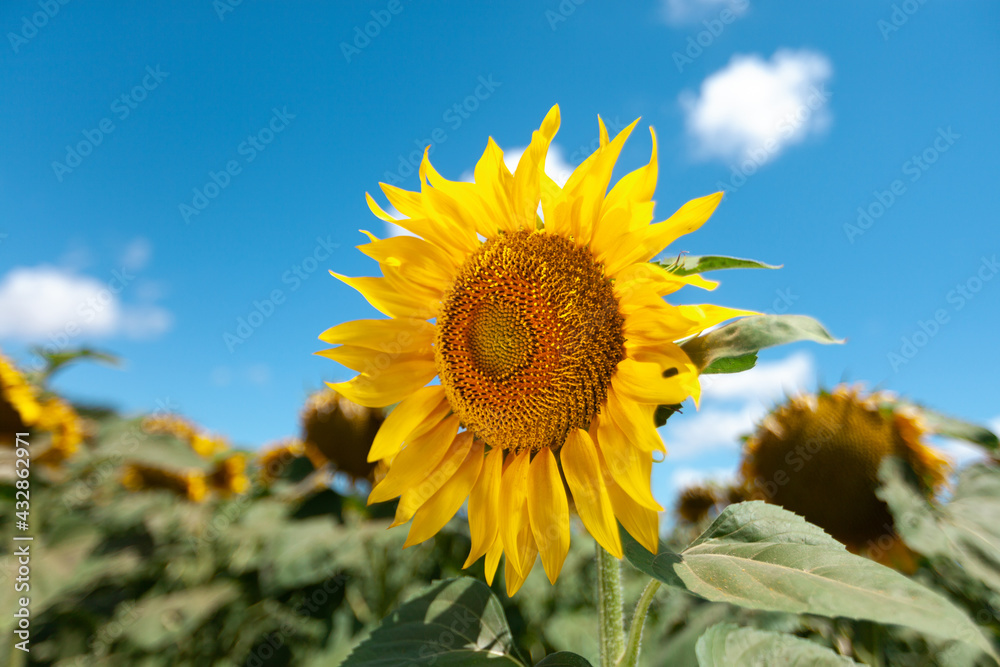 A field of flowers or agroculture of yellow sunflower and blue sky.