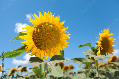 Fototapeta Naklejka Na Ścianę i Meble -  A field of flowers or agroculture of yellow sunflower and blue sky.