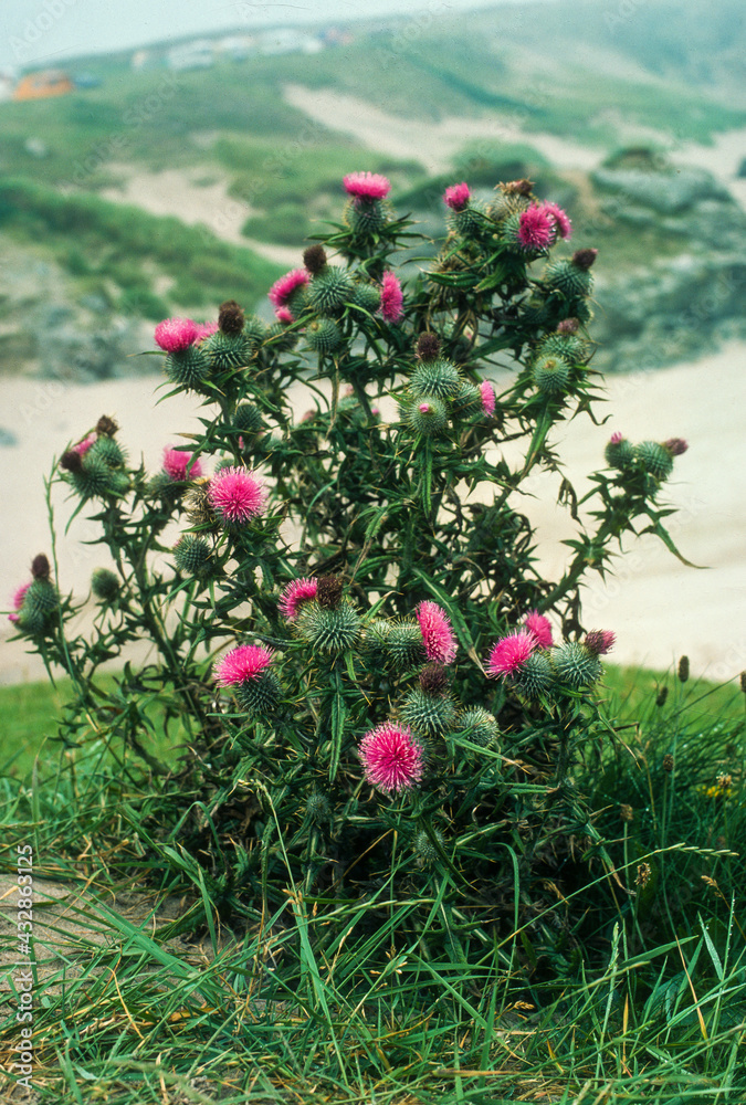 Fototapeta premium Cirse commun, Cirse lanceolé, Cirsium vulgare