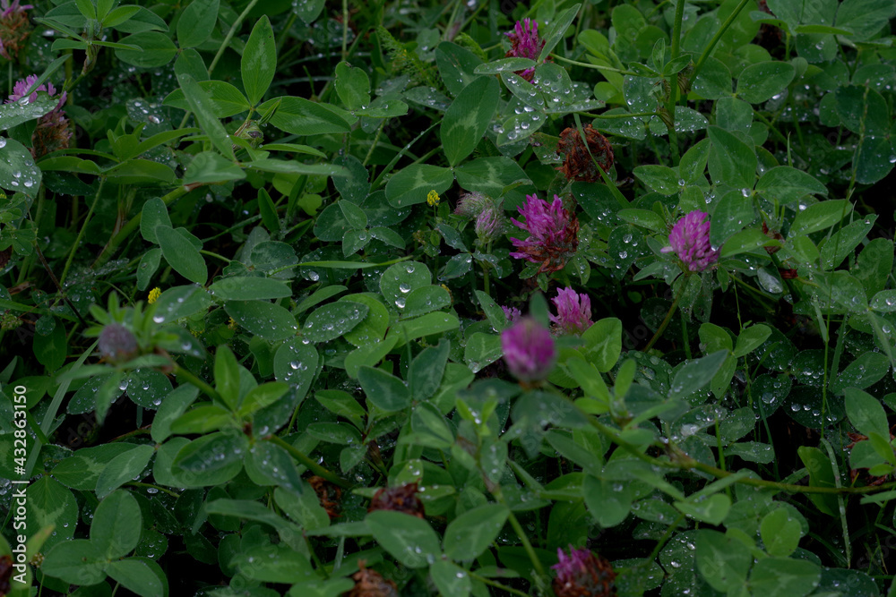 Meadow clover with drops of water after the rain on the leaves against the backdrop of wild grass. Meadow clover with drops of water after the rain on the leaves against the backdrop of wild grass.