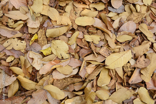 the ground full of dry  leaves  in the forest