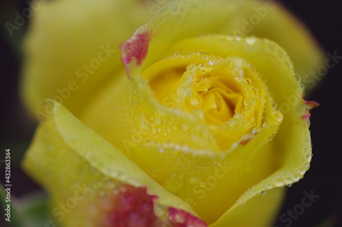 Yellow rose with water droplets.