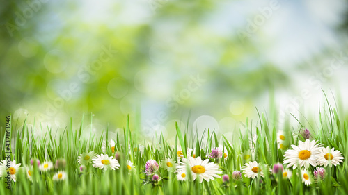 Fototapeta Naklejka Na Ścianę i Meble -  Springtime. Seasonal rural backgrounds with grass and chamomile flowers