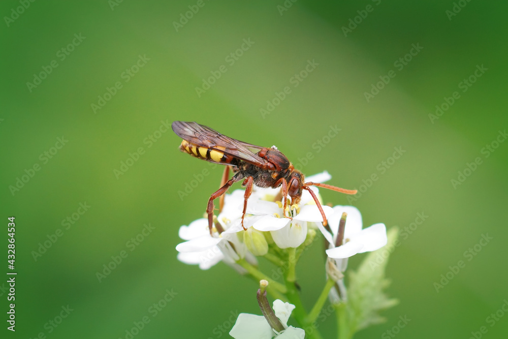 Closeup of a nice red colored Flavous Nomad bee, Nomada flava sipping nectar from Garlic mustard, Alliaria petiolata Closeup of a nice red colored Flavous Nomad bee, Nomada flava sipping nectar from Garlic mustard, Alliaria petiolata